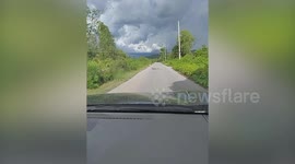 Driver amazed by monitor lizard crossing the road