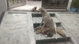 So cute, mother dog feeds milk to puppies
