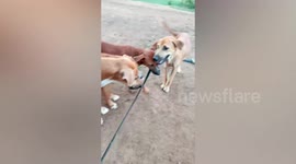 Cute moment puppies try to free their mother from leash