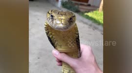 Man plays with deadly king cobra he tamed as pet in Thailand