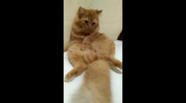 Mooza the orange cat is relaxing