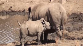 White rhino mother suckling her calf, but is her baby's growing horn a pain in the mammaries? Pilansberg National Park, South Africa.