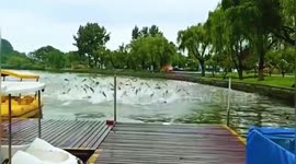 Hundreds of fish leap out of lake in China