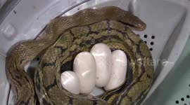 Firefighters remove snake that laid eggs in household's washing machine in China