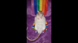 Peesus Christ Pooperstar the rat is celebrating Pride Month