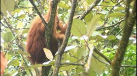 Sumatran orangutan has difficulty finding food in native Indonesian habitat