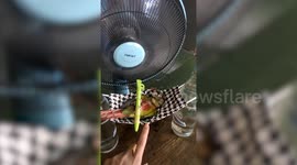 Extended version: Pet bird relaxes in hammock made from face mask