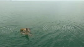 the moment the adult turtles mate in the middle of the sea