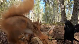 Red squirrel and crow caught battling for peanuts in close-up footage