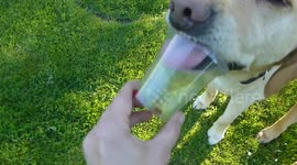 Dog looks funny licking out a dessert pot