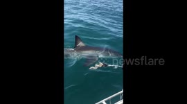 These diver reactions to swimming with sharks will make you wonder why they ever got in the water
