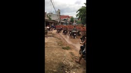 Hundreds of bikes transporting lychees clog up roads in Vietnam