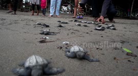 Dozens of baby turtles released to the sea in Indonesia