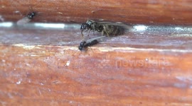 Flying ants invade a house in Gloucestershire