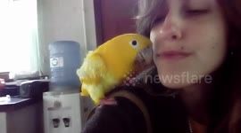 Rescued Golden Parakeet keeps looking at the camera