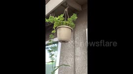 Plants sway as 5.8 quake strikes eastern part of Central California