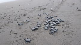 Dozens of sea turtles released into the sea in Indonesia