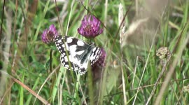 Marbled White butterfly struggles to feed during heavy winds in UK
