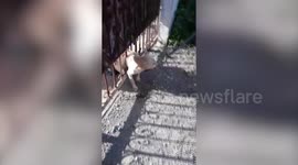 Stray dog rescued in Thailand after getting stuck through a gate