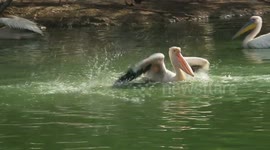 Unbelievably happy water birds dance in the water and bask under the sunlight