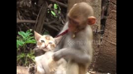 This Monkey-cat friendship is famous in east India