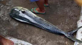 Fish Market in Pasir Jambak Padang, West Sumatra Indonesia