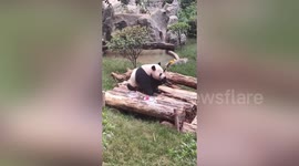 Chinese zoo feeds animals with special rice dumplings during Dragon Boat Festival