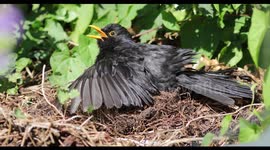 UK weather.Blackbird sunbathing in the heat.