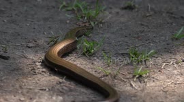 Excited Wildlife Photographer Cannot Contain Himself When He Finds A Unique British Lizard