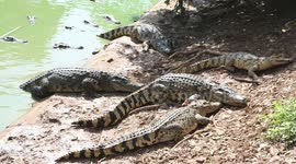 Emaciated crocodile sparks health fears at zoo farm in Thailand