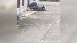 Wild boar attacks motorcycle after being stopped from seeing his 'girlfriend' pet pig