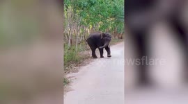 Hungry wild elephant chased away after break into home to steal food