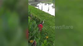 Monitor lizard eats python after tussle on river bank in Singapore