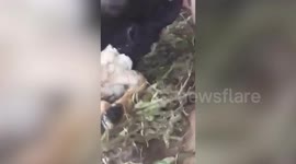Cyclops lamb with one eye born on farm in Indonesia