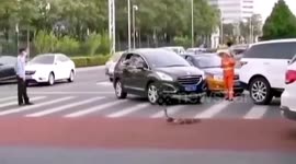 Heartwarming moment traffic police stop cars to let ducks cross the road