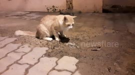 Cat figh with Baby cobra in Southern India.