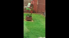 Butch the Jack Russell hates squirrels in his garden