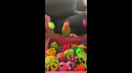 Parrot absolutely loves to dance along with maracas
