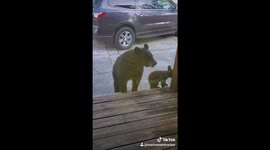 Mother bear not impressed as curious cubs check out tourists in Tennessee