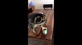 Kitty buries coffee smell