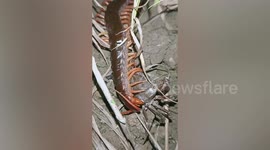 Centipede Catches Crab For Lunch