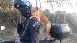 Pet dog learns to ride on owner's shoulders during motorcycle rides