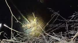 Officials fish out bovine from 70-foot-deep well, use torch lights during night-time operation in southern India