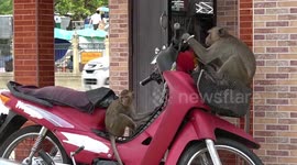 City in Thailand overrun with hungry wild monkeys attacking people