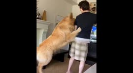 Dog gets jealous when owner gives attention to toy dog