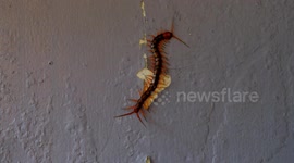 a centipede climbing the wall of the house