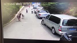 Husky faces ban from residential area after biting three children in northern China