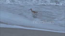 Beach Bird Runs to Dodge Water
