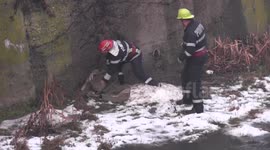 Firemen rescue dog from a river in Romania