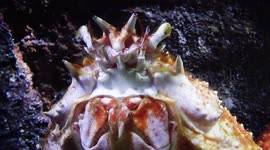Sea Life opens  Aquarium in Bangkok